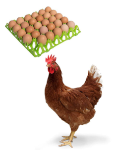 ABBEVERATOIO A SERBATOIO LIVELLO COSTANTE 2