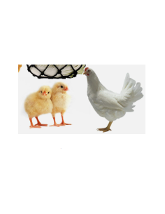 ABBEVERATOIO CON GANCI PER POLLI 2