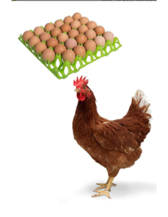 ABBEVERATOIO A LIVELLO COSTANTE 2